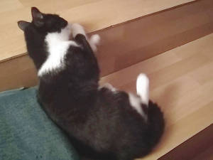 Video test